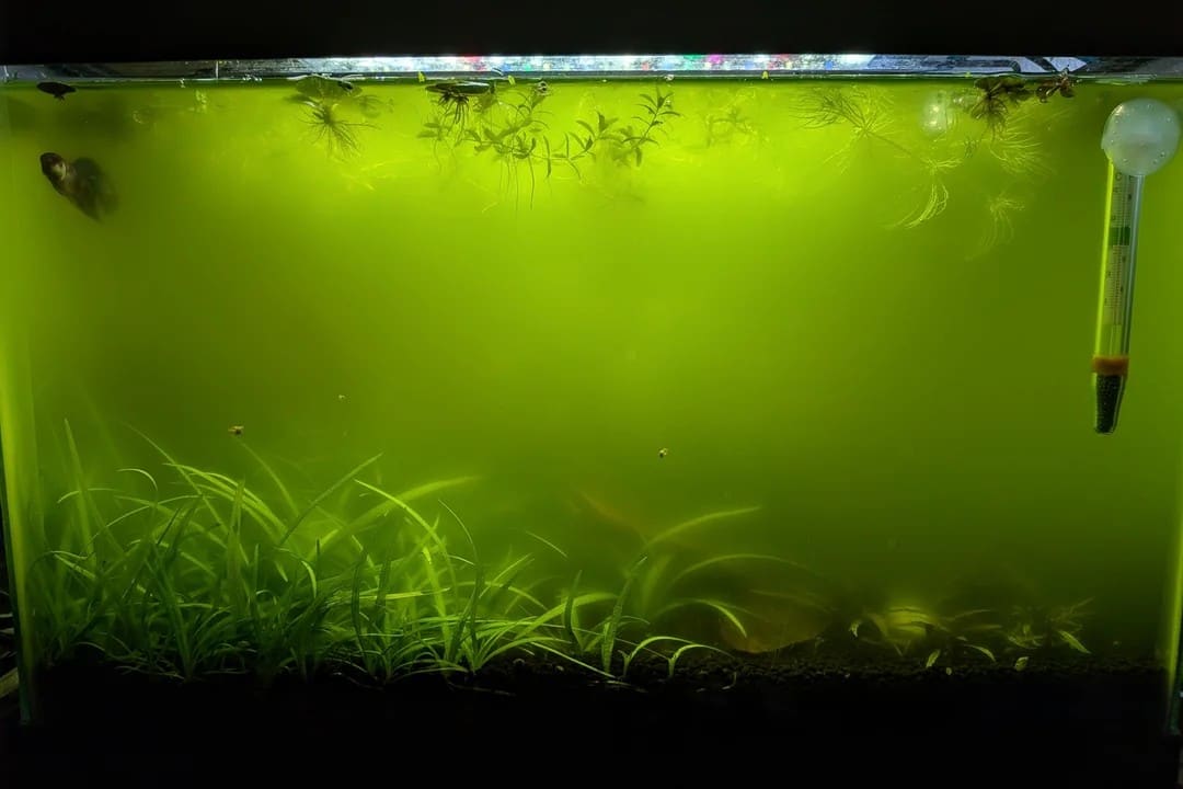 Green water: the whole tank turned cloudy pea-soup green